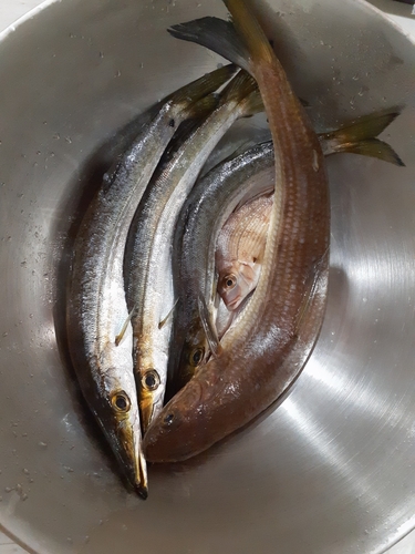 カマスの釣果