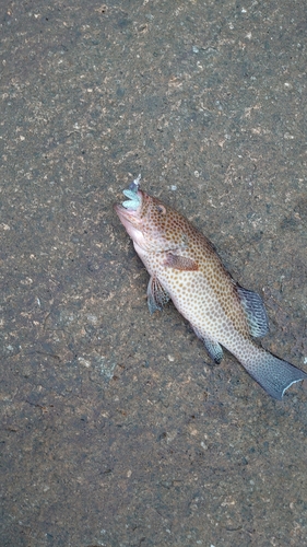 オオモンハタの釣果