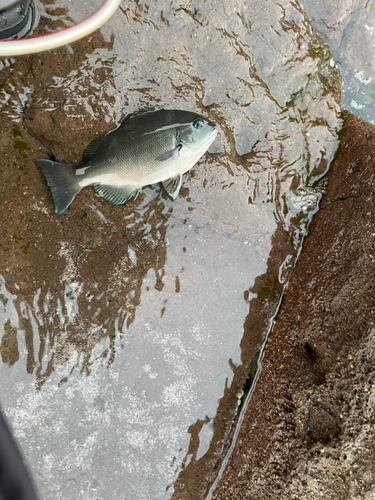 グレの釣果