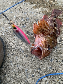 カサゴの釣果