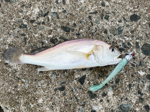 イシモチの釣果