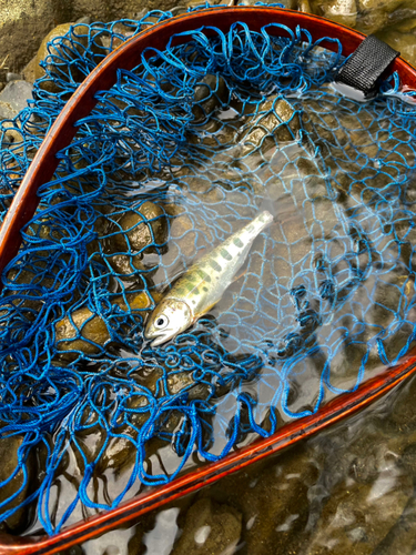 ヤマメの釣果