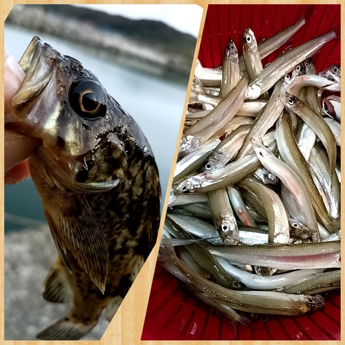 チカの釣果