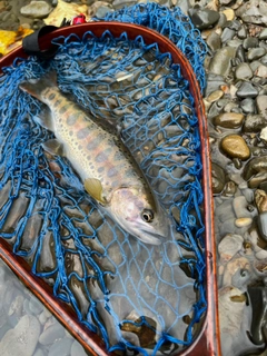 ヤマメの釣果