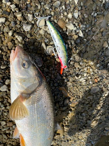 エゾウグイの釣果