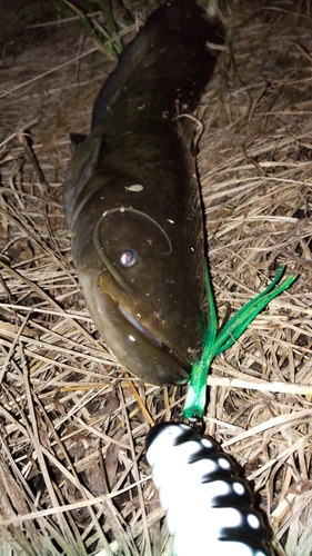 ナマズの釣果