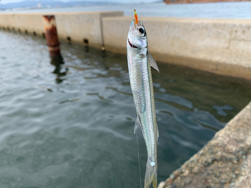 イワシの釣果