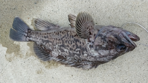 クロソイの釣果