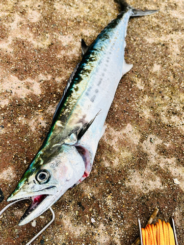 サゴシの釣果