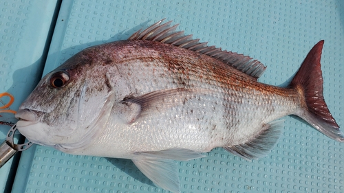 マダイの釣果