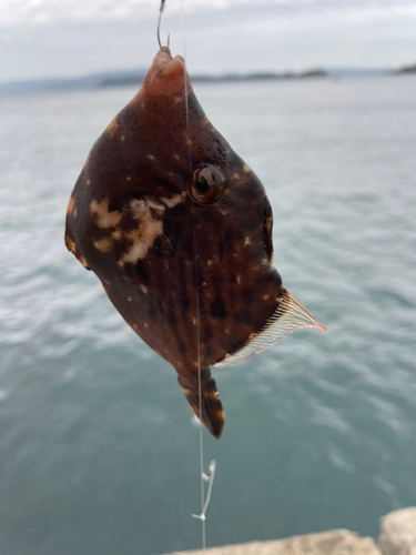 カワハギの釣果