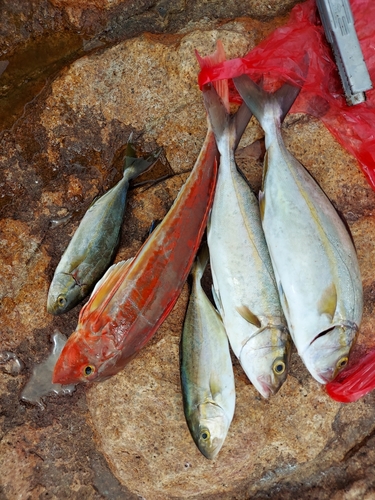 カンパチの釣果