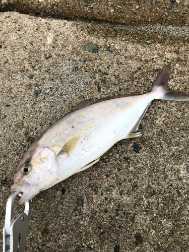 カンパチの釣果