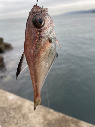 ミナミハタンポの釣果