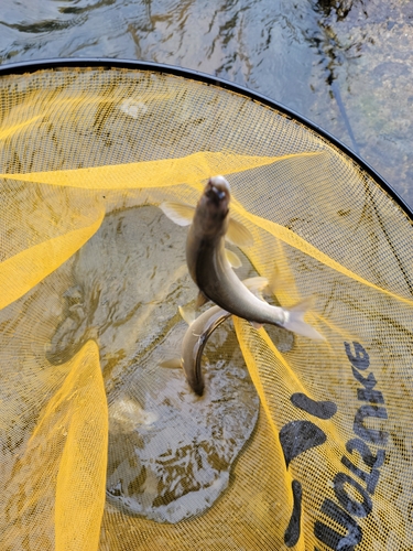 アユの釣果