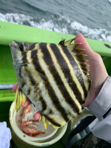 カゴカキダイの釣果