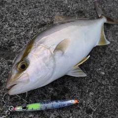 カンパチの釣果