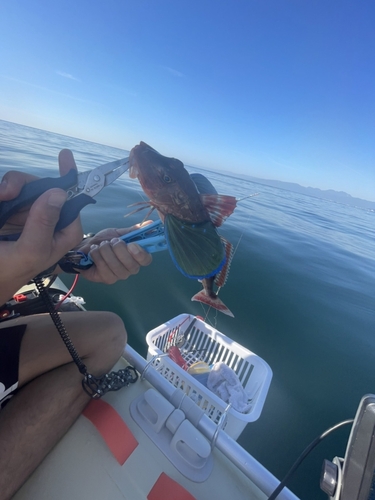 ホウボウの釣果