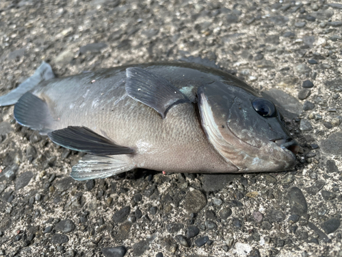 メジナの釣果