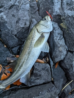 フッコ（マルスズキ）の釣果