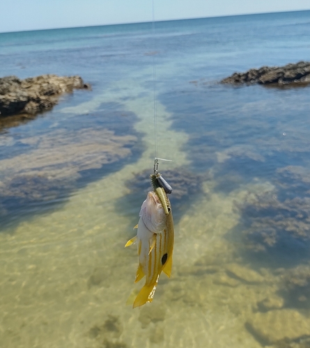 ヤマトビーの釣果