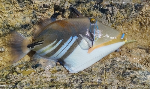 ムラサメモンガラの釣果