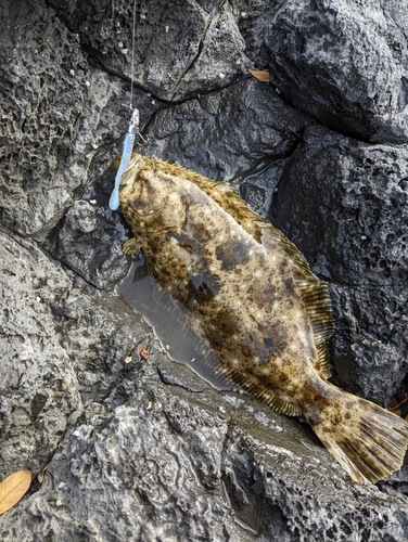 ヒラメの釣果