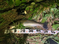 スズキの釣果