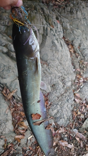 ナマズの釣果