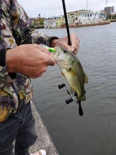 ラージマウスバスの釣果