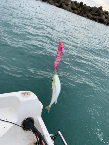 フグの釣果