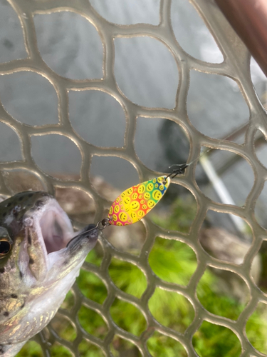 レインボートラウトの釣果