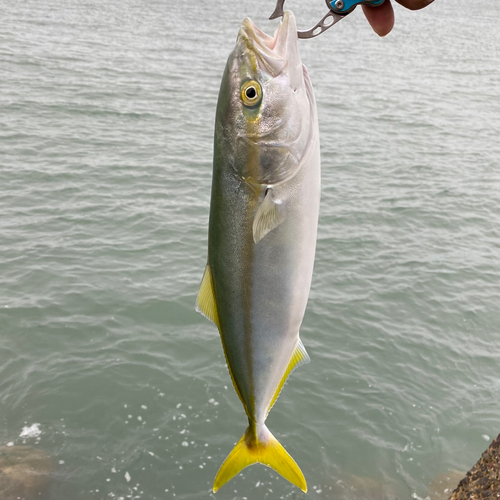 ヤズの釣果