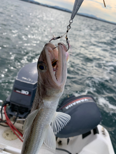 エソの釣果