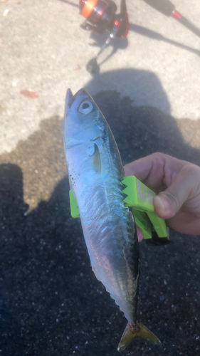 サバの釣果