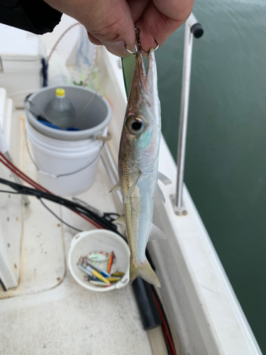 カマスの釣果