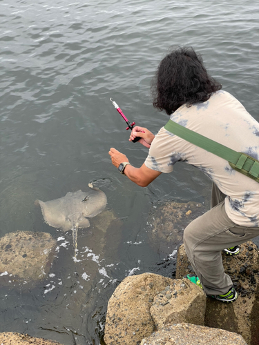 アカエイの釣果