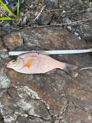 タナゴの釣果