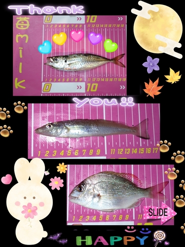 アジの釣果