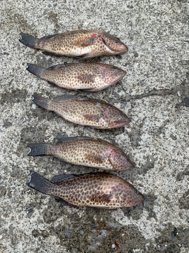 オオモンハタの釣果