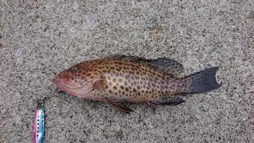 オオモンハタの釣果