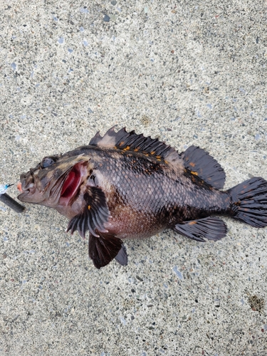 オウゴンムラソイの釣果