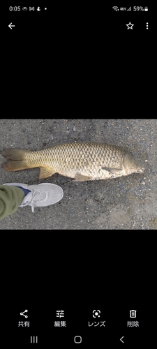 コイの釣果