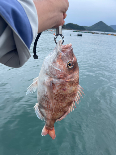 タイの釣果