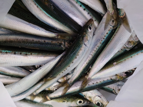 イワシの釣果