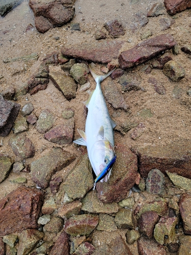 ハマチの釣果