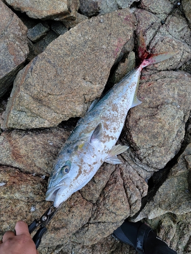 ハマチの釣果