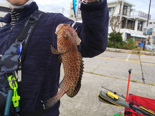 オオモンハタの釣果