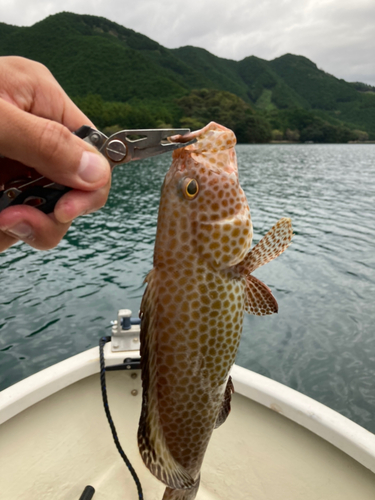 オオモンハタの釣果