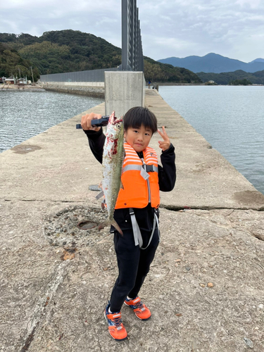 サゴシの釣果